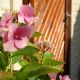 DSC07981